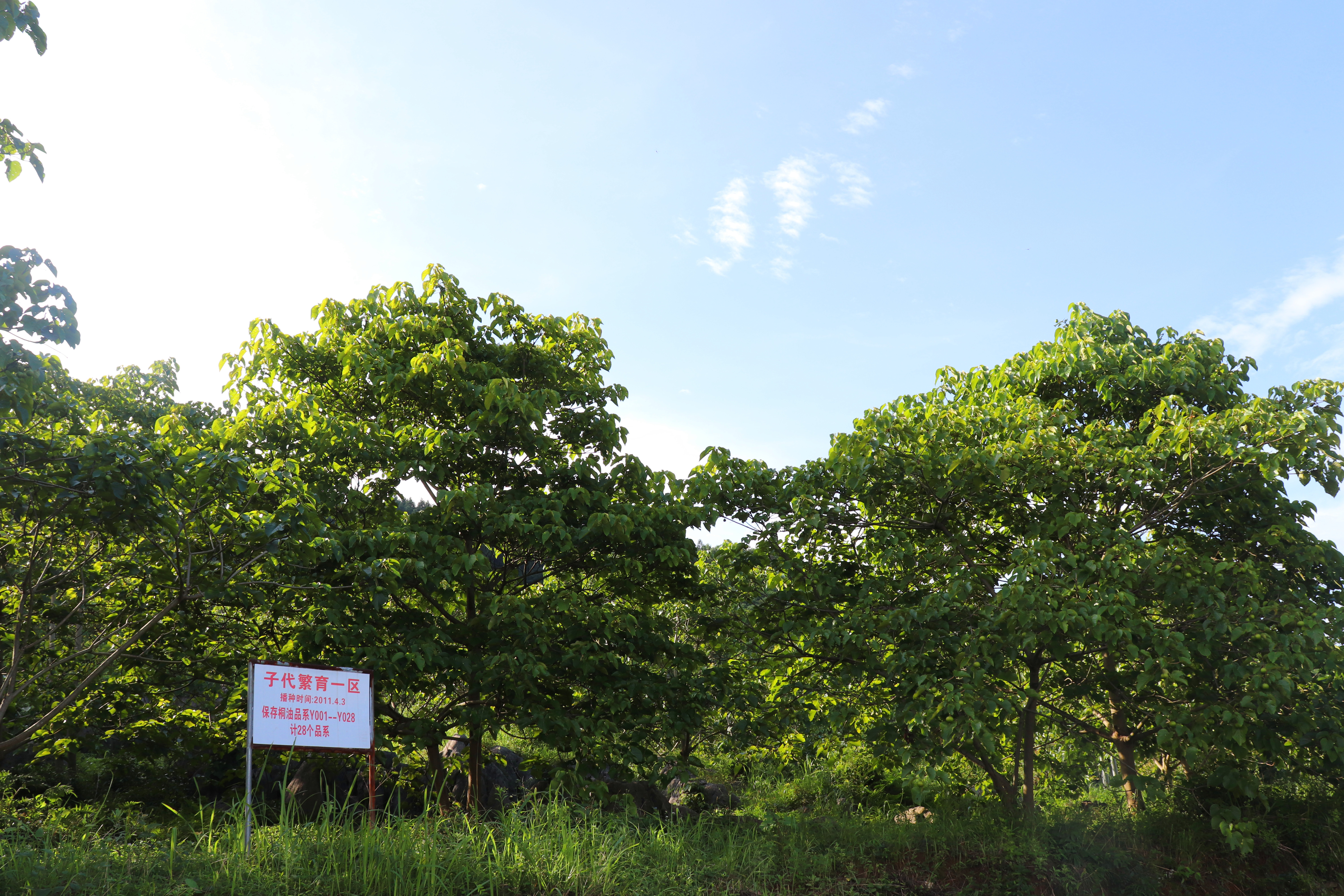 油桐树种植基地