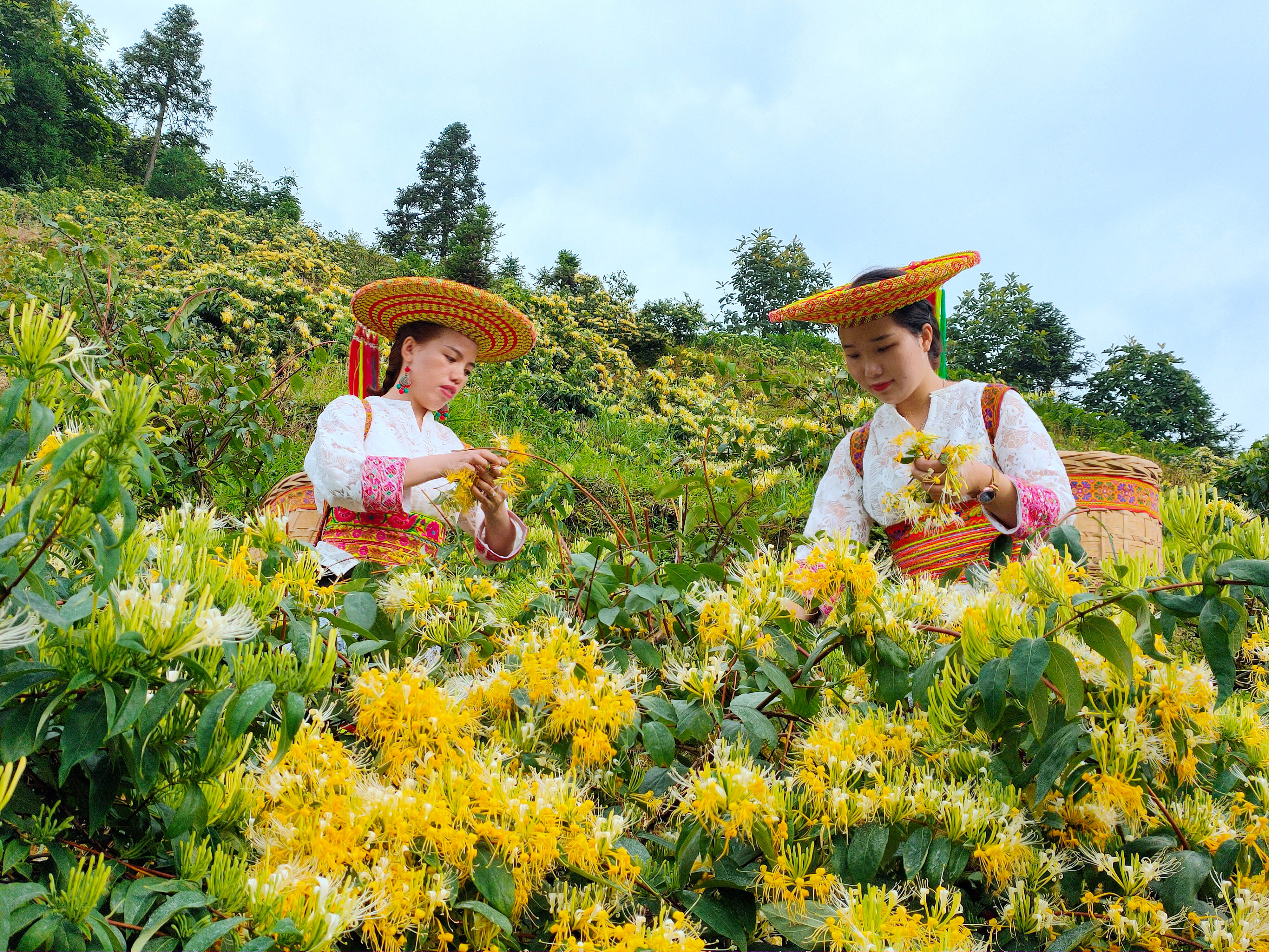 隆回:20万亩金银花进入采收期