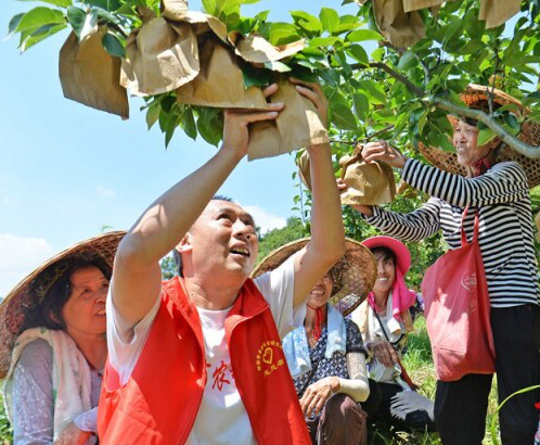 张礼红:仁心炼成"苗香梨王子"