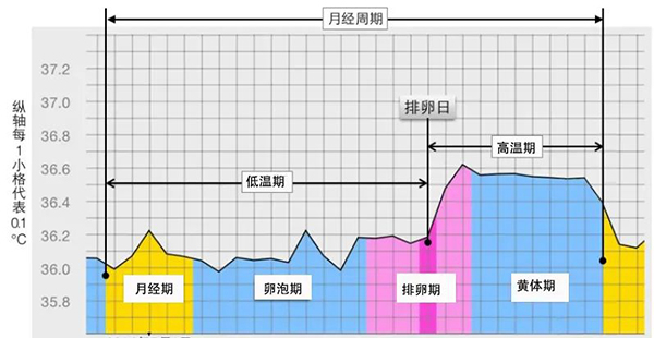 体温每升高1℃,基础代谢率升高13%左右.