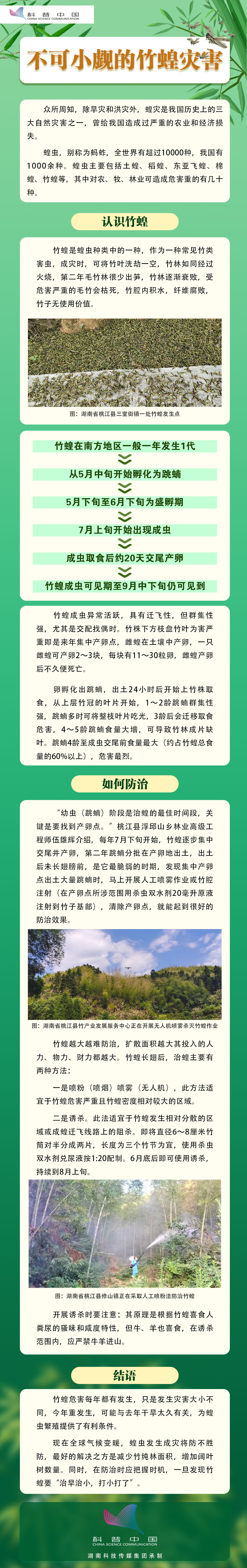 不可小觑的竹蝗灾害.jpg