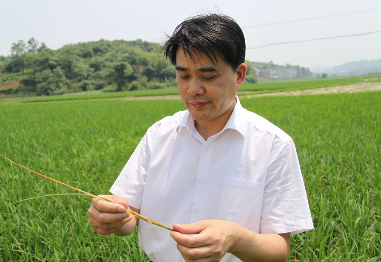 湖南省农业科学院党委书记,二级教授 柏连阳柏连阳教授是我国杂草学科