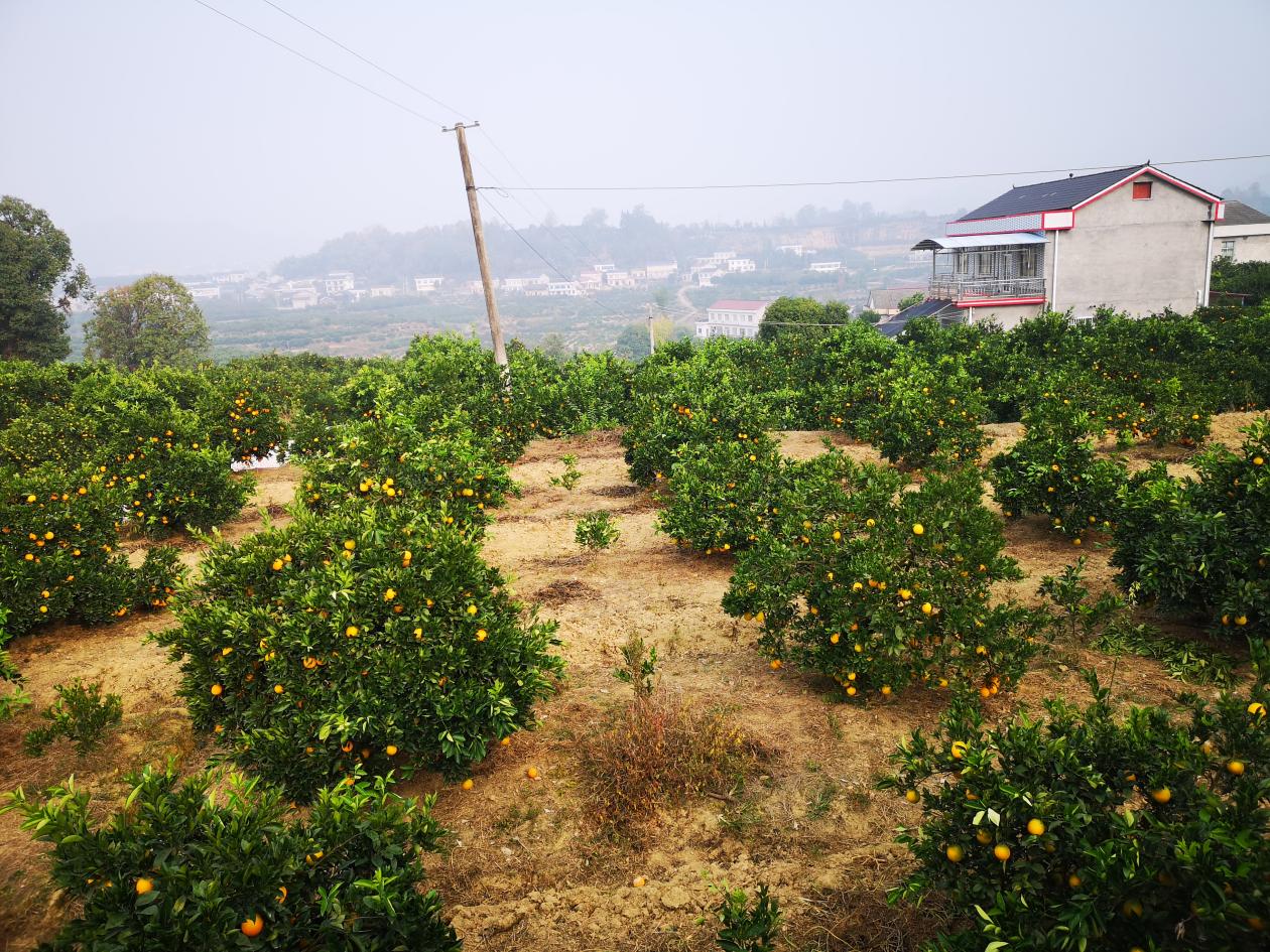 中国冰糖橙之乡图片